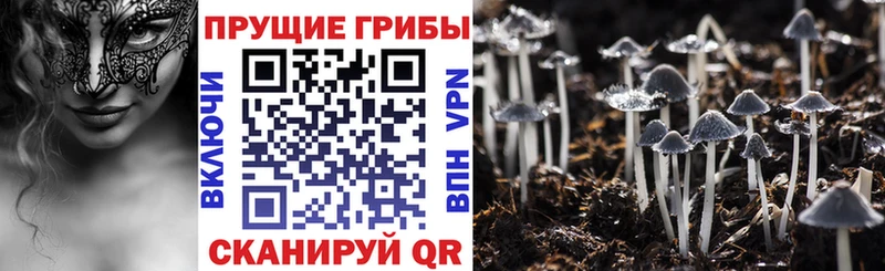 Галлюциногенные грибы Psilocybine cubensis  где купить наркоту  Соль-Илецк 